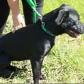 Photo of Shadow