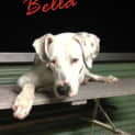 Photo of Bella (4) (On Trial 19/5/13)