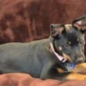 Photo of Missie (On Trial 21/6/13)