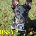 Photo of Missie (On Trial 21/6/13)