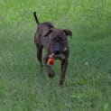 Photo of Dexter