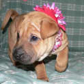 Photo of Ruby (On Trial 25/5/13)