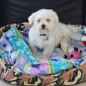 Photo of Bobby