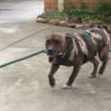 Photo of Star (On Trial 19/5/13)