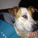 Photo of Rusty (2) (On Trial 8/9/13)
