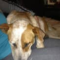 Photo of Rusty (2) (On Trial 8/9/13)