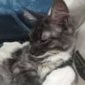 Photo of Lily