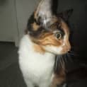Photo of Ginger