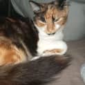 Photo of Ginger