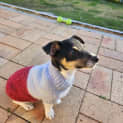 Photo of Oliver   4 Month Old Mini Fox Terrier (Trial)