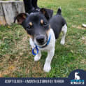 Photo of Oliver   4 Month Old Mini Fox Terrier (Trial)