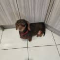 Photo of Susie 3 Year Old Dachshund (Hold 6/7/23)