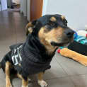 Photo of Benji 3 Year Old Corgi X (Trial)