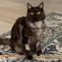 Photo of Tamarind