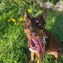 Photo of Ruby 3 Year Old Kelpie (Trial 18/8/23)