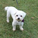 Photo of Kubi