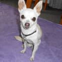 Photo of Mister