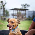 Photo of Chewy