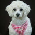 Photo of Misty