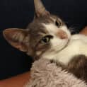 Photo of Miss Kitty