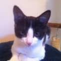 Photo of Archie