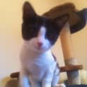 Photo of Archie