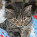 Photo of Marvin