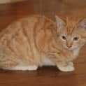 Photo of Oliver