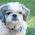 Photo of Sugar (On Trial 17/8/13)