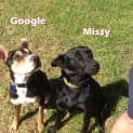 Photo of Missy (On Hold Pending Adoption 13/6)