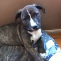 Photo of Little Miss Millie (On Trial 4/6/13)