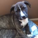 Photo of Little Miss Millie (On Trial 4/6/13)