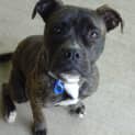 Photo of Cali (On Trial 17/8/13)