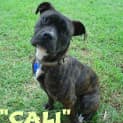 Photo of Cali (On Trial 17/8/13)