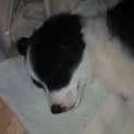 Photo of Malley