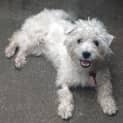 Photo of Cooper