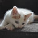 Photo of Coles   Ready For Adoption Mid June