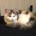Photo of Scatty