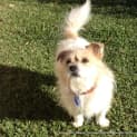 Photo of Bailey (On Trial 28/5/13)