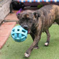 Photo of Cosmo