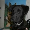Photo of Riley