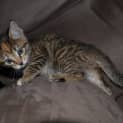 Photo of Tilly(nc202)