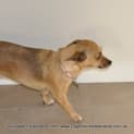 Photo of Cubby (On Trial 4/8/13)