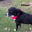 Photo of Timmy (On Trial 18/8/13)