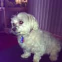 Photo of Misty (On Trial 7/6/13)