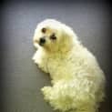 Photo of Misty (On Trial 7/6/13)