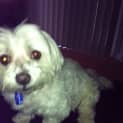 Photo of Misty (On Trial 7/6/13)