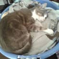 Photo of Miss Kitty