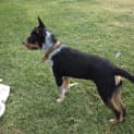 Photo of Barney (2) (On Trial 26/5/13)