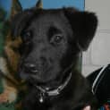 Photo of Riley